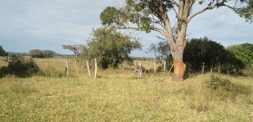 2  hectares  2,8 km da  faixa da brama