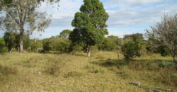 2  hectares  2,8 km da  faixa da brama