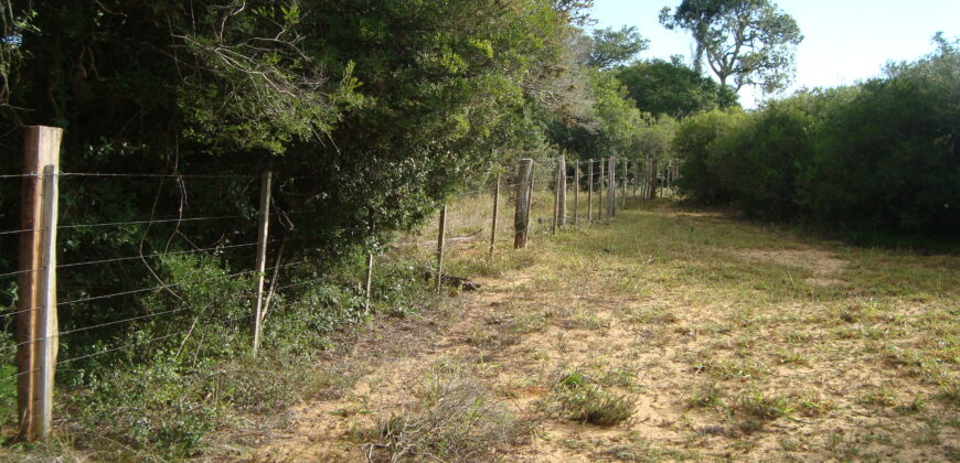 2  hectares  2,8 km da  faixa da brama