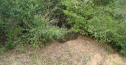 2  hectares  2,8 km da  faixa da brama