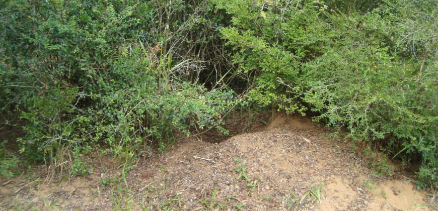 2  hectares  2,8 km da  faixa da brama