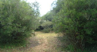 2  hectares  2,8 km da  faixa da brama