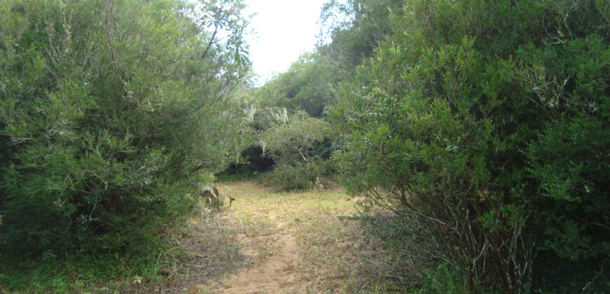 2  hectares  2,8 km da  faixa da brama