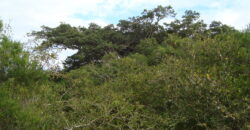 2  hectares  2,8 km da  faixa da brama