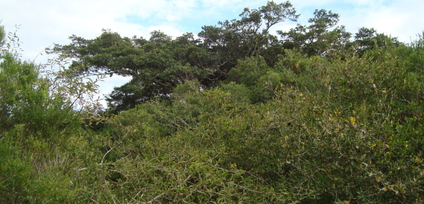 2  hectares  2,8 km da  faixa da brama