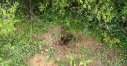 2  hectares  2,8 km da  faixa da brama