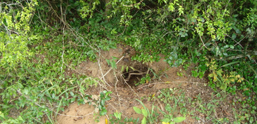 2  hectares  2,8 km da  faixa da brama