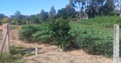 terreno 1000 m2 parada 90 aguas claras