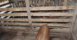 Ótima chácara com 2Ha, açude, casa, galpão, pomar, poço artesiano