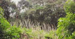 sitio em taquara