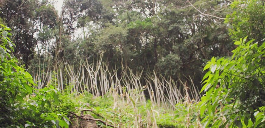 sitio em taquara