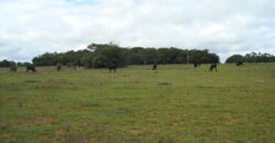 2 hectares à 500 metros  da RS 040 parada 89 aguas claras viamão