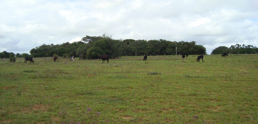 2 hectares à 500 metros  da RS 040 parada 89 aguas claras viamão