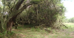 2 hectares à 500 metros  da RS 040 parada 89 aguas claras viamão