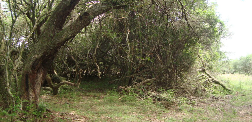 2 hectares à 500 metros  da RS 040 parada 89 aguas claras viamão