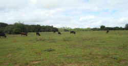 2 hectares à 500 metros  da RS 040 parada 89 aguas claras viamão