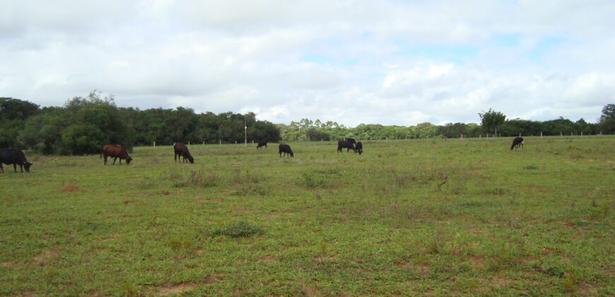 2 hectares à 500 metros  da RS 040 parada 89 aguas claras viamão