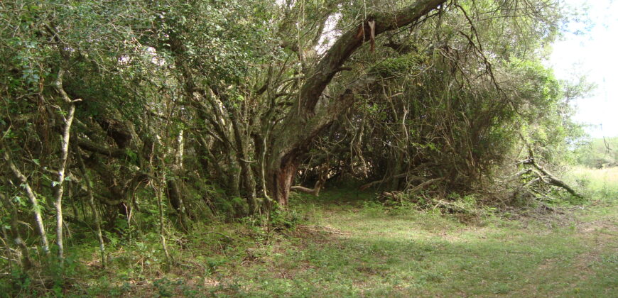 2 hectares à 500 metros  da RS 040 parada 89 aguas claras viamão