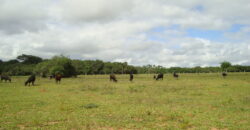 2 hectares à 500 metros  da RS 040 parada 89 aguas claras viamão
