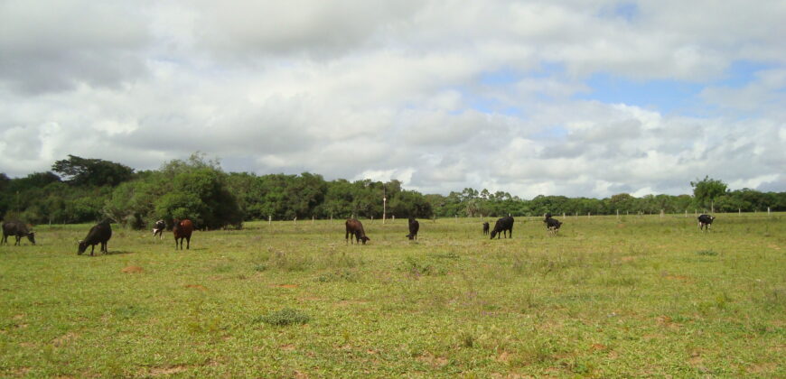 2 hectares à 500 metros  da RS 040 parada 89 aguas claras viamão