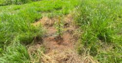 2 hectares à 500 metros  da RS 040 parada 89 aguas claras viamão