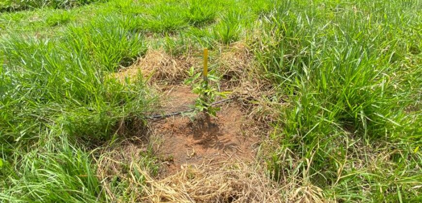 2 hectares à 500 metros  da RS 040 parada 89 aguas claras viamão