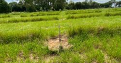 2 hectares à 500 metros  da RS 040 parada 89 aguas claras viamão