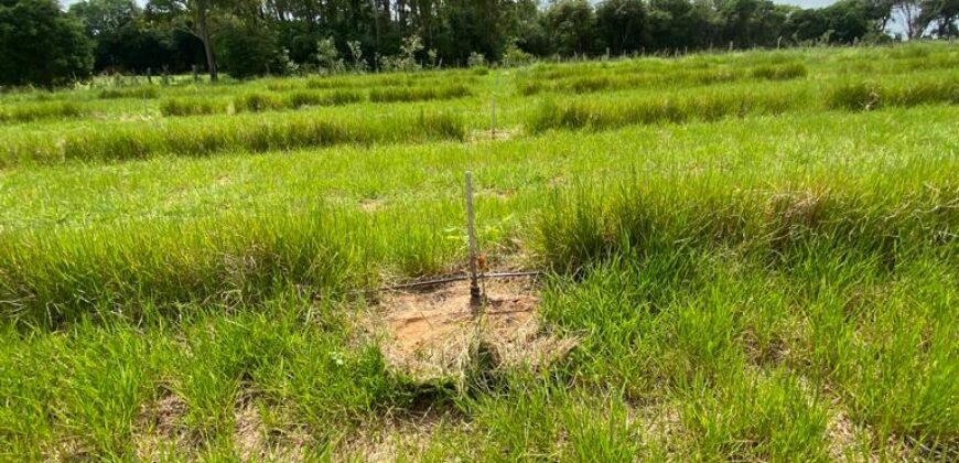 2 hectares à 500 metros  da RS 040 parada 89 aguas claras viamão