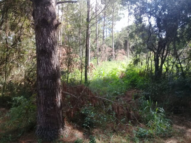 terreno condomínio querência