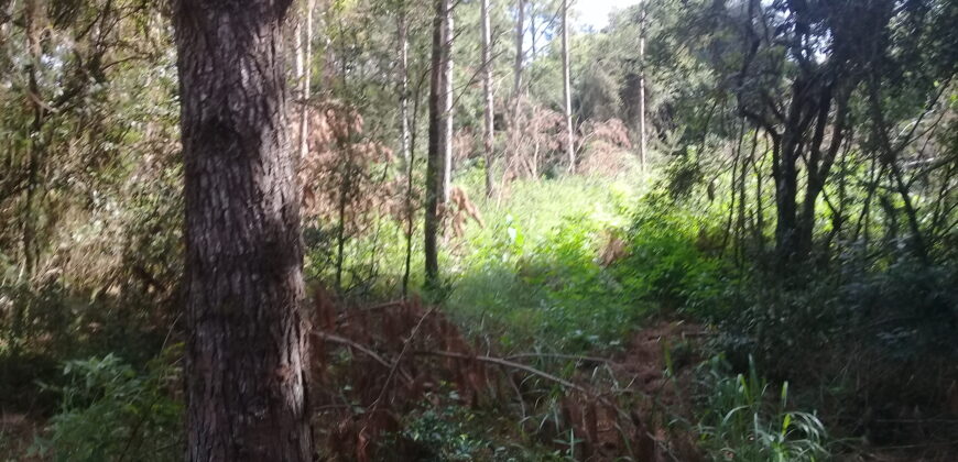 terreno condomínio querência