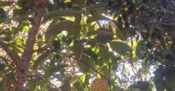 terreno estrada rancho alegre