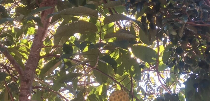 terreno estrada rancho alegre