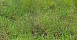 terreno condomínio querencia parada 79 Águas claras Viamão