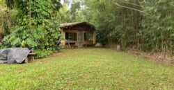 2  hectares na pimenta