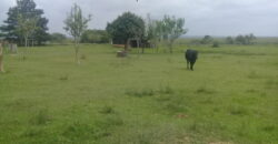 sitio c/ 7070 m2  parada 91 aguas claras viamão