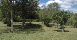 casa c/ 2 hectares parque eldorado 8 km da BR 290