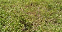 terreno na  pimenta