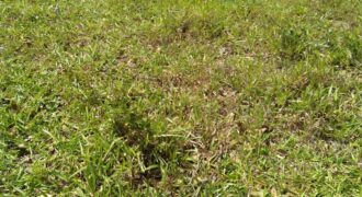 terreno na  pimenta