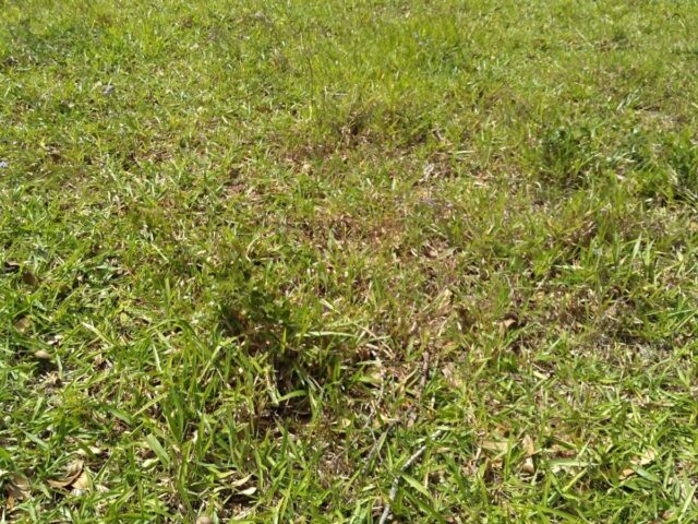 terreno na  pimenta