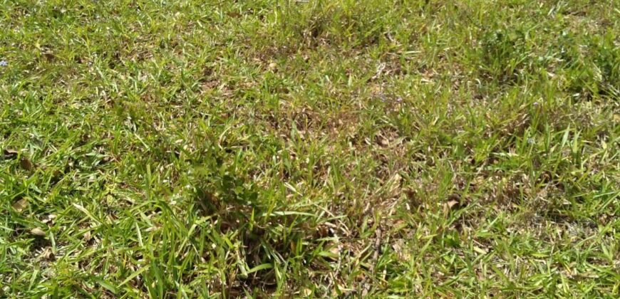 terreno na  pimenta