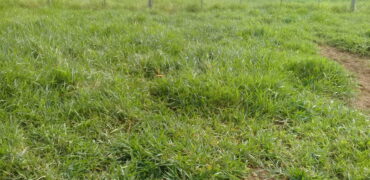 terreno  comercial e  moradia parada 90 aguas claras viamão
