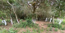 terreno  2500 m2  cercado