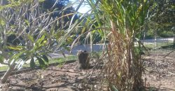 terreno na boa vista viamão