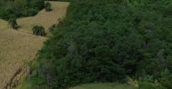 2 hectares em nova petrópolis para hotel ou pousada