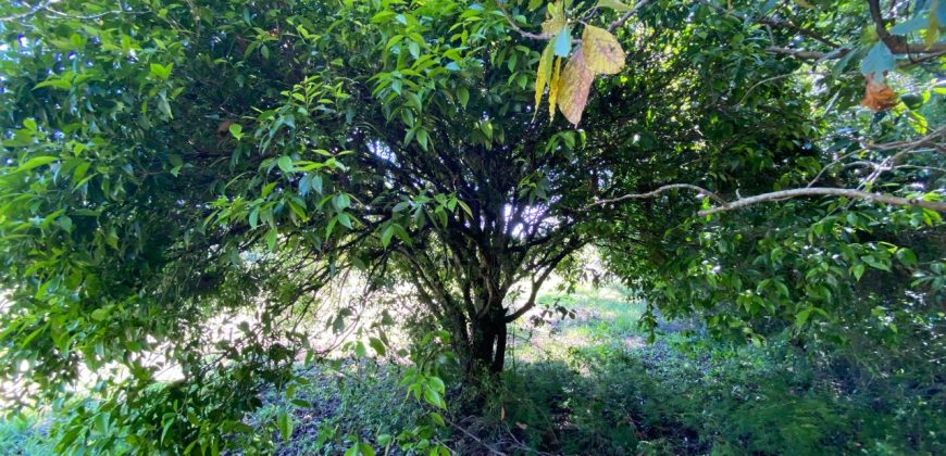 chácara  medindo 5536 m2     2km da rs 040